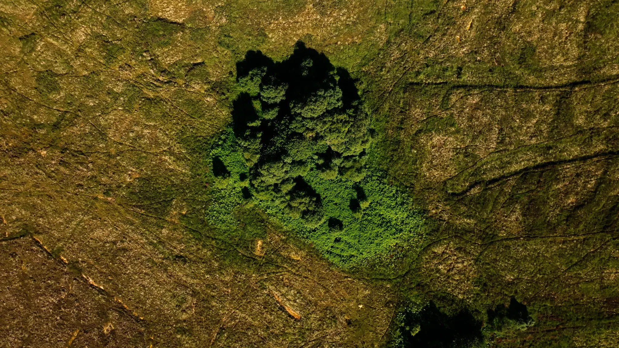Aerial view of a small woodland copse in open bog