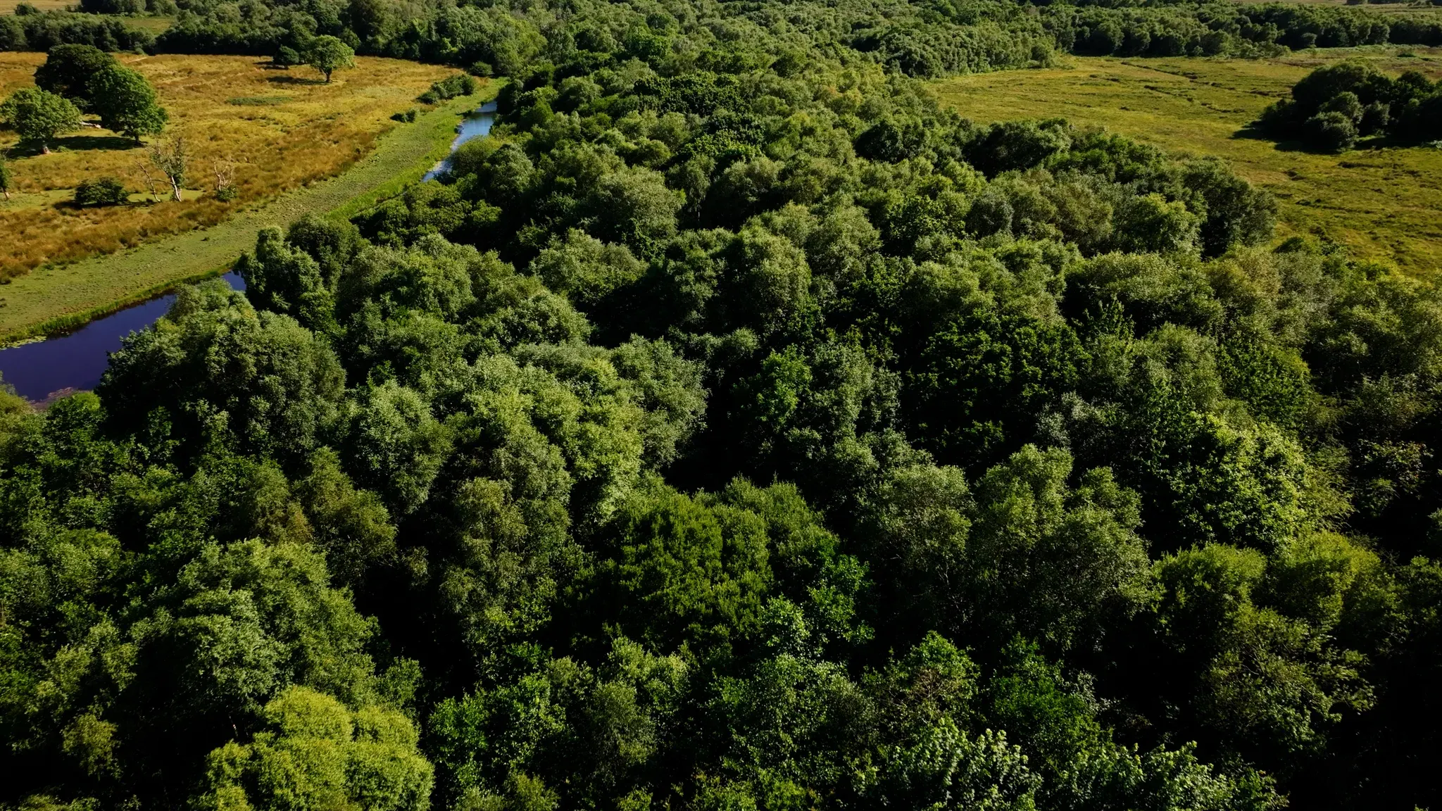 Aerial view of a river winding through the woodland canopy