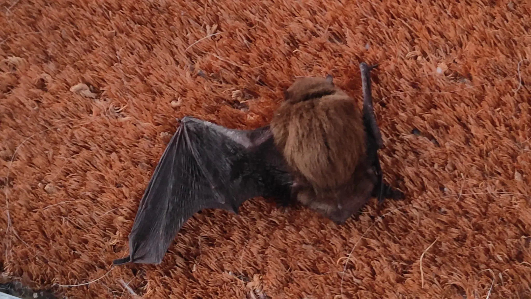 A bat resting in the woodland