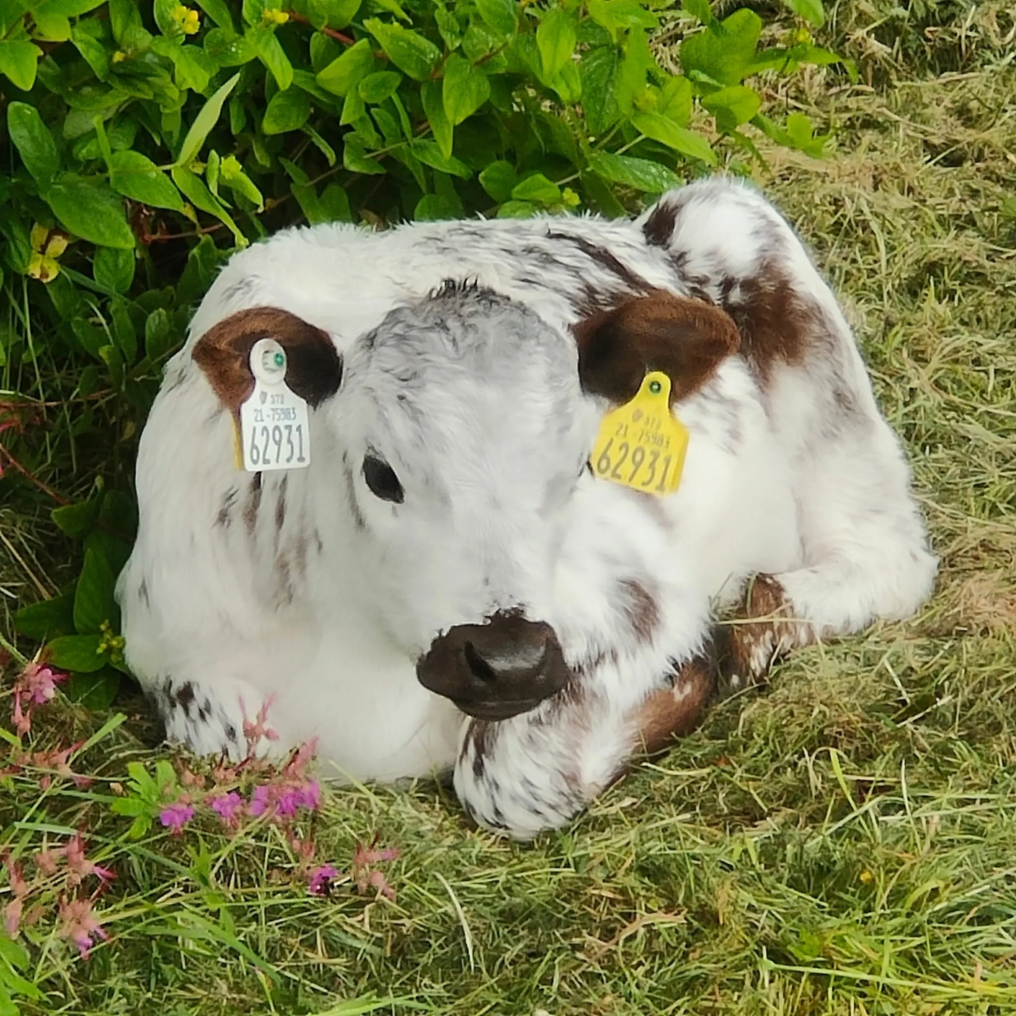 A calf in a field in County Mayo
