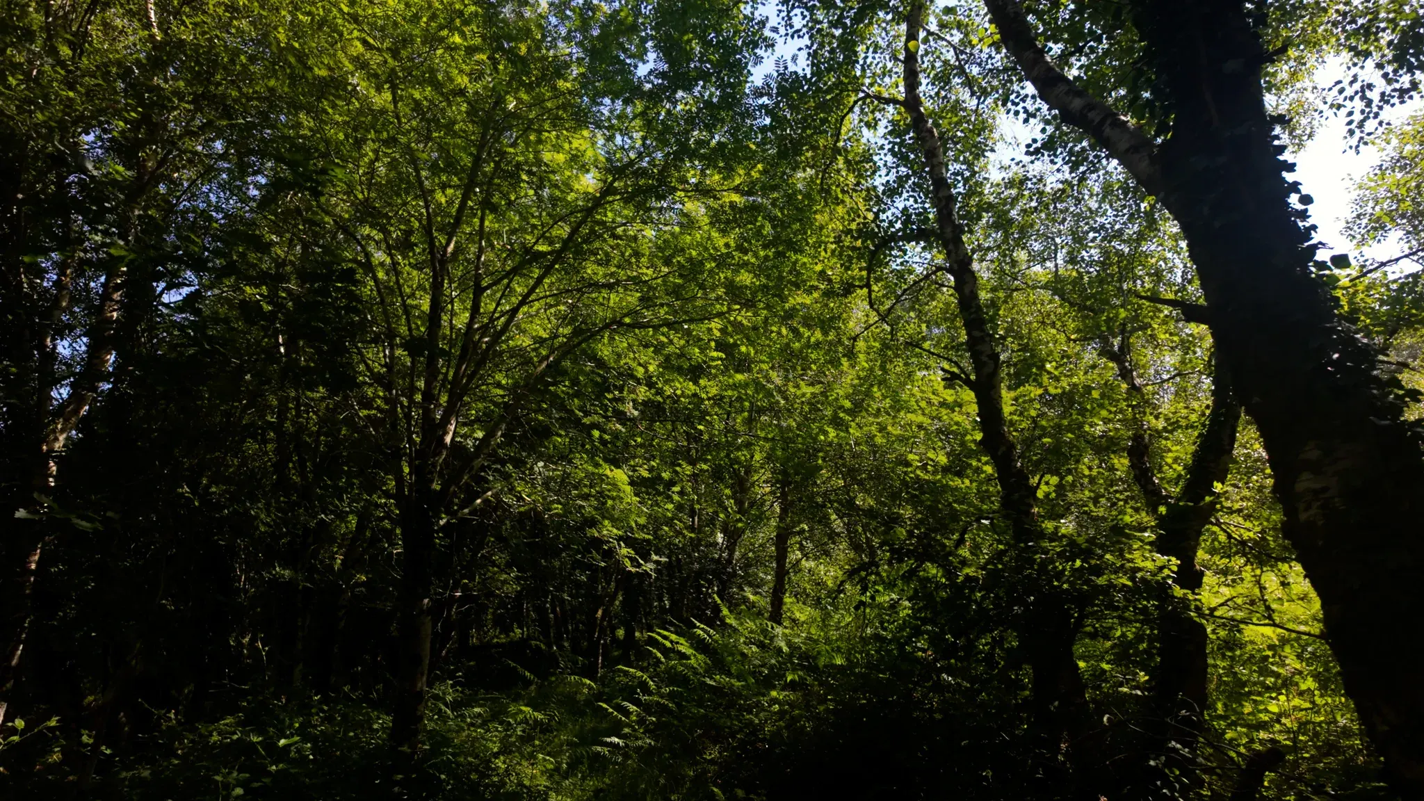 Sunlight through the birch canopy in the native woodland