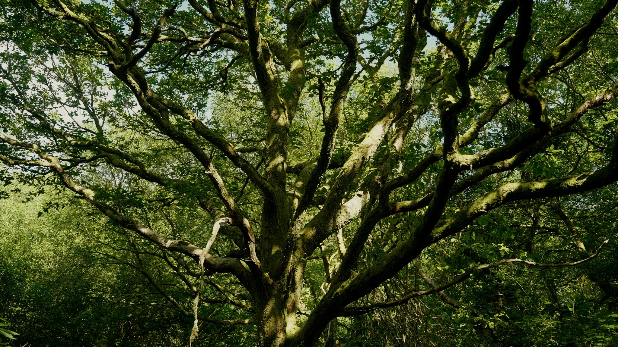 Mossy branches reaching through the woodland canopy