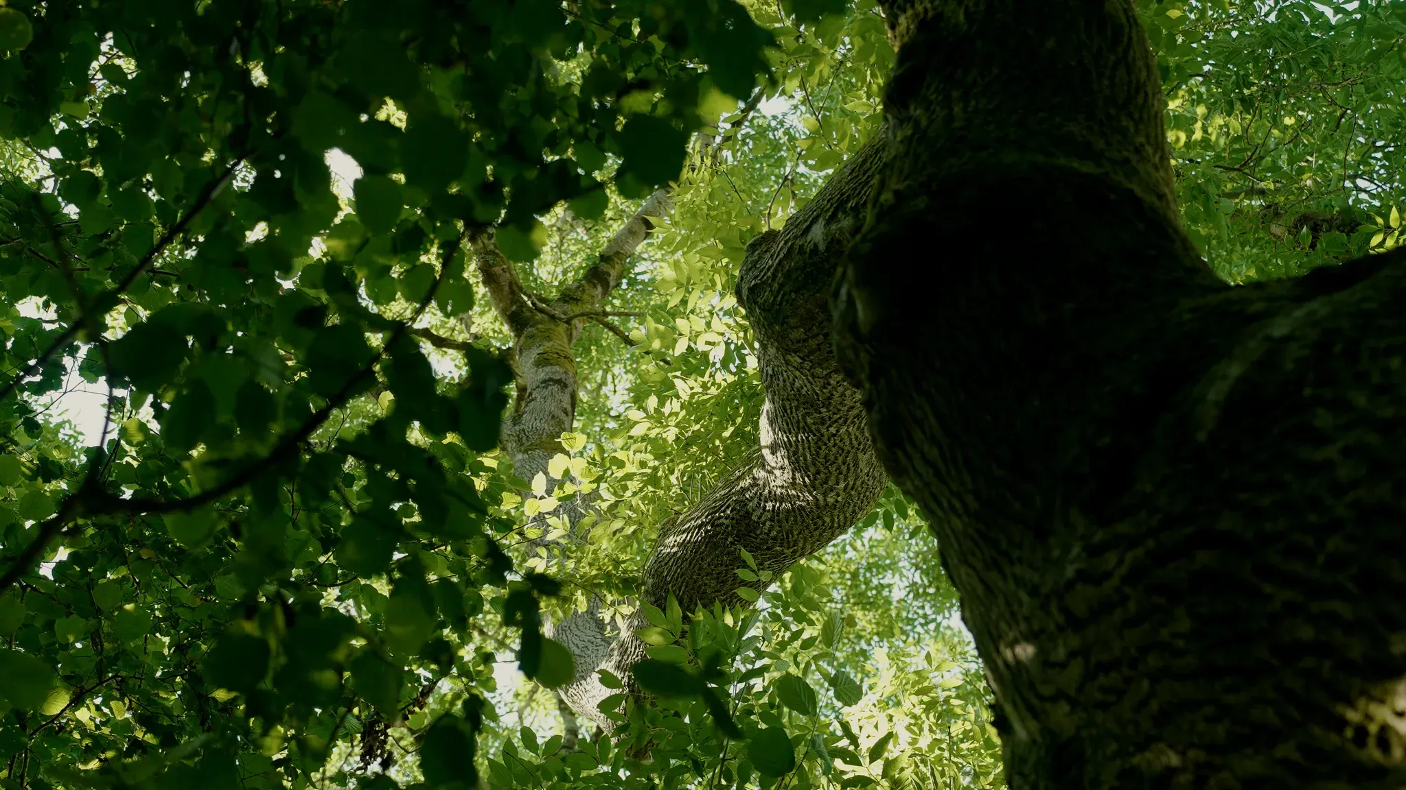 Birch trunks rising into the woodland canopy