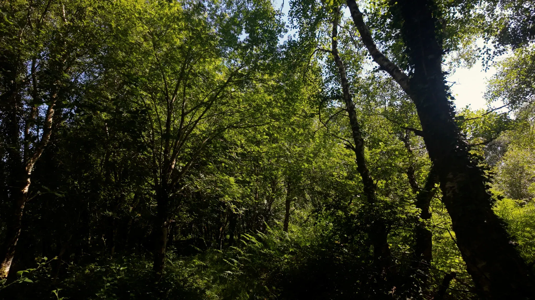 Birch trees rising through the summer canopy