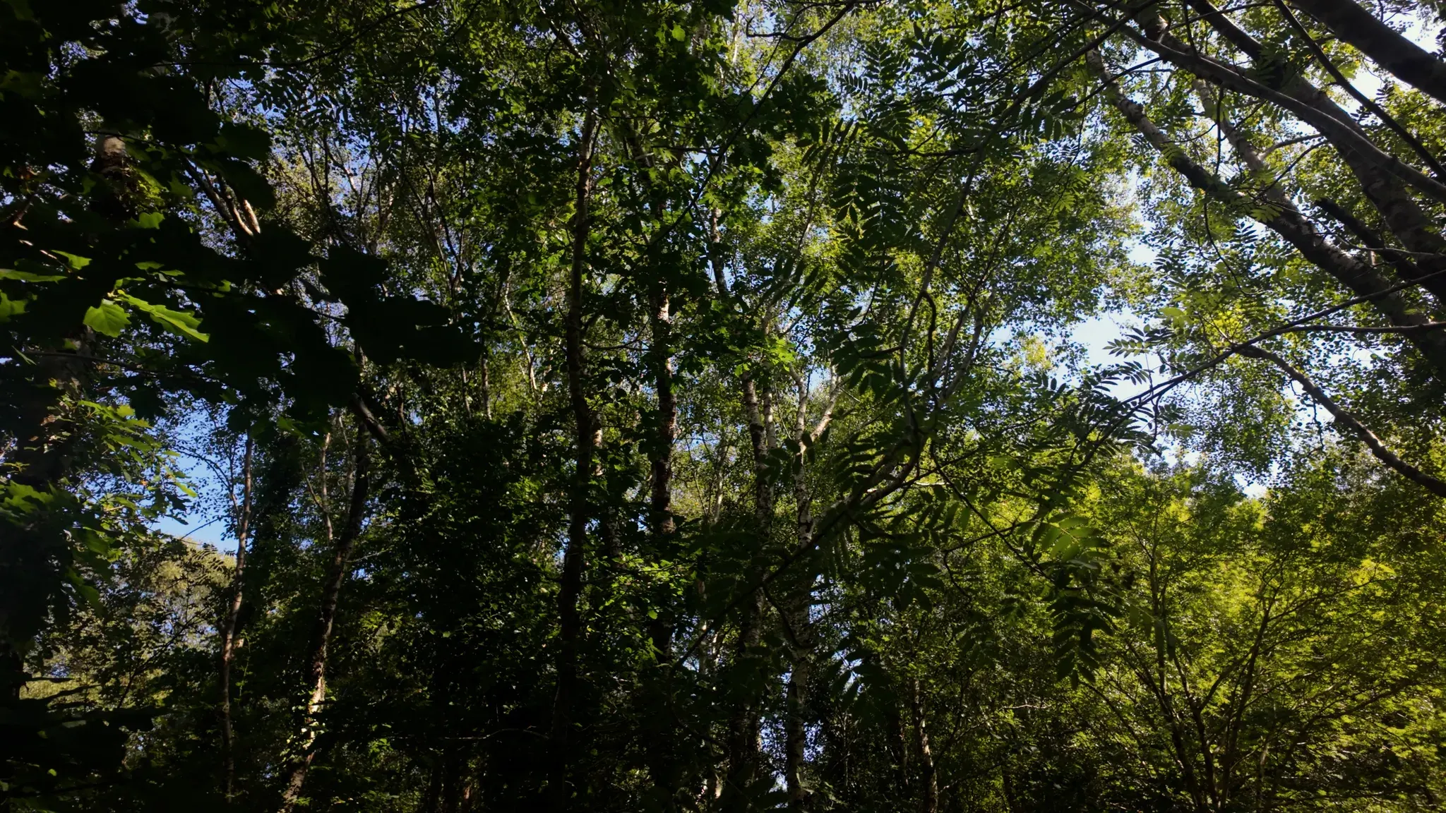 Dappled light through birch trunks in the woodland