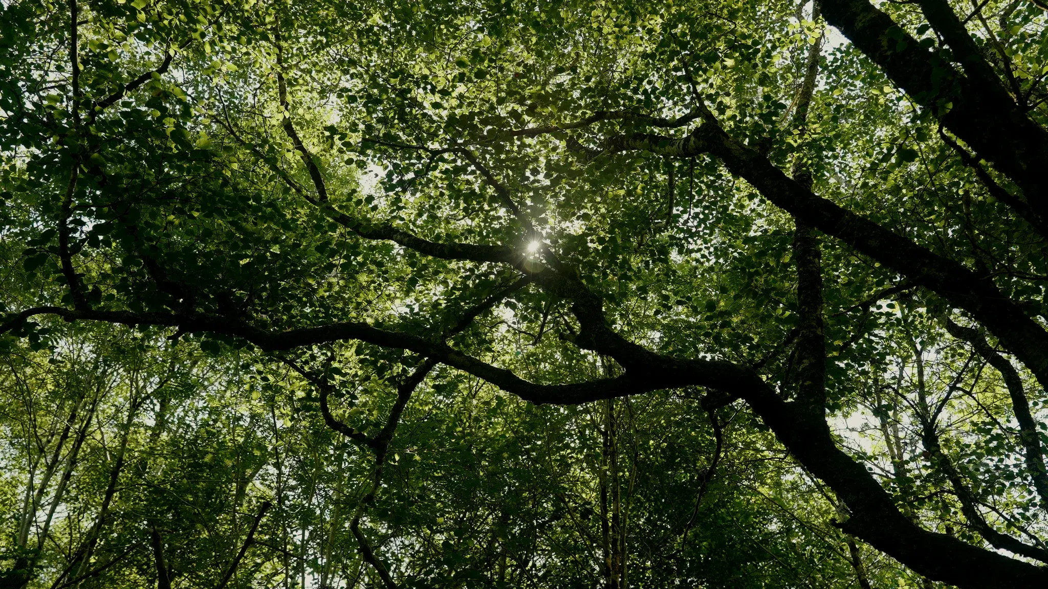 Sunlight filtering through branches in the woodland canopy