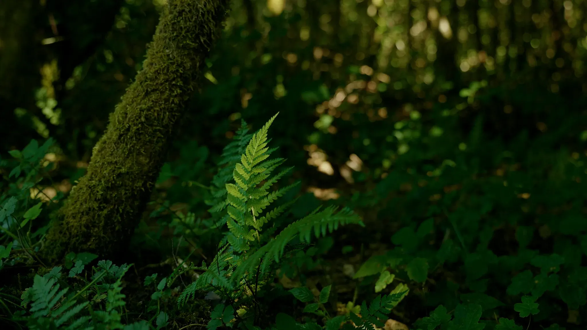 A sunlit fern growing at the base of a mossy tree