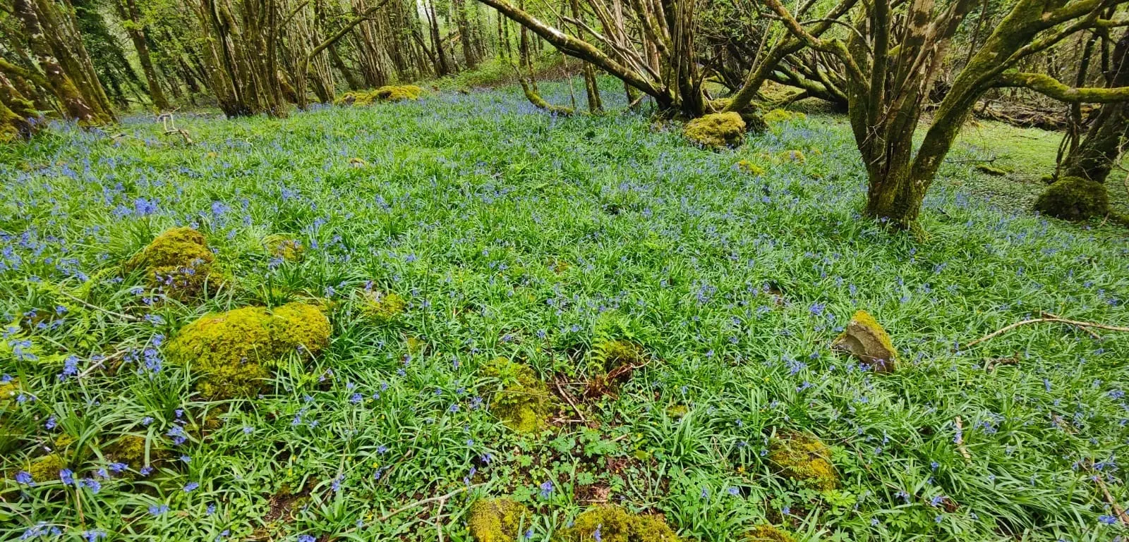 Soft light filtering through the canopy onto the forest floor