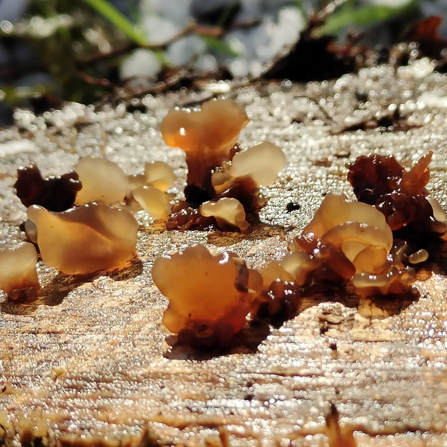 Clusters of wild fungi in the undergrowth
