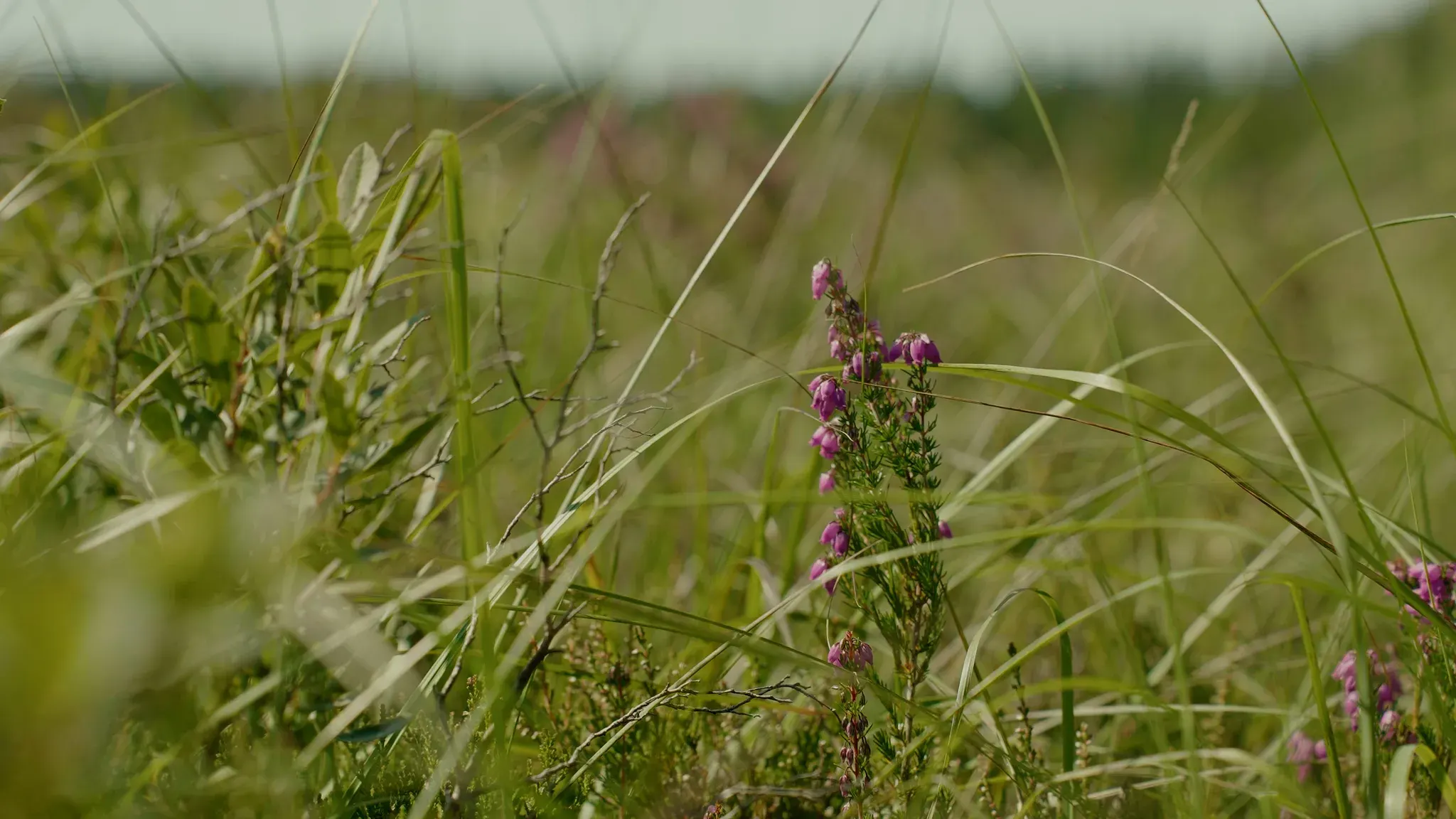 Wild heather blooming among bog grasses