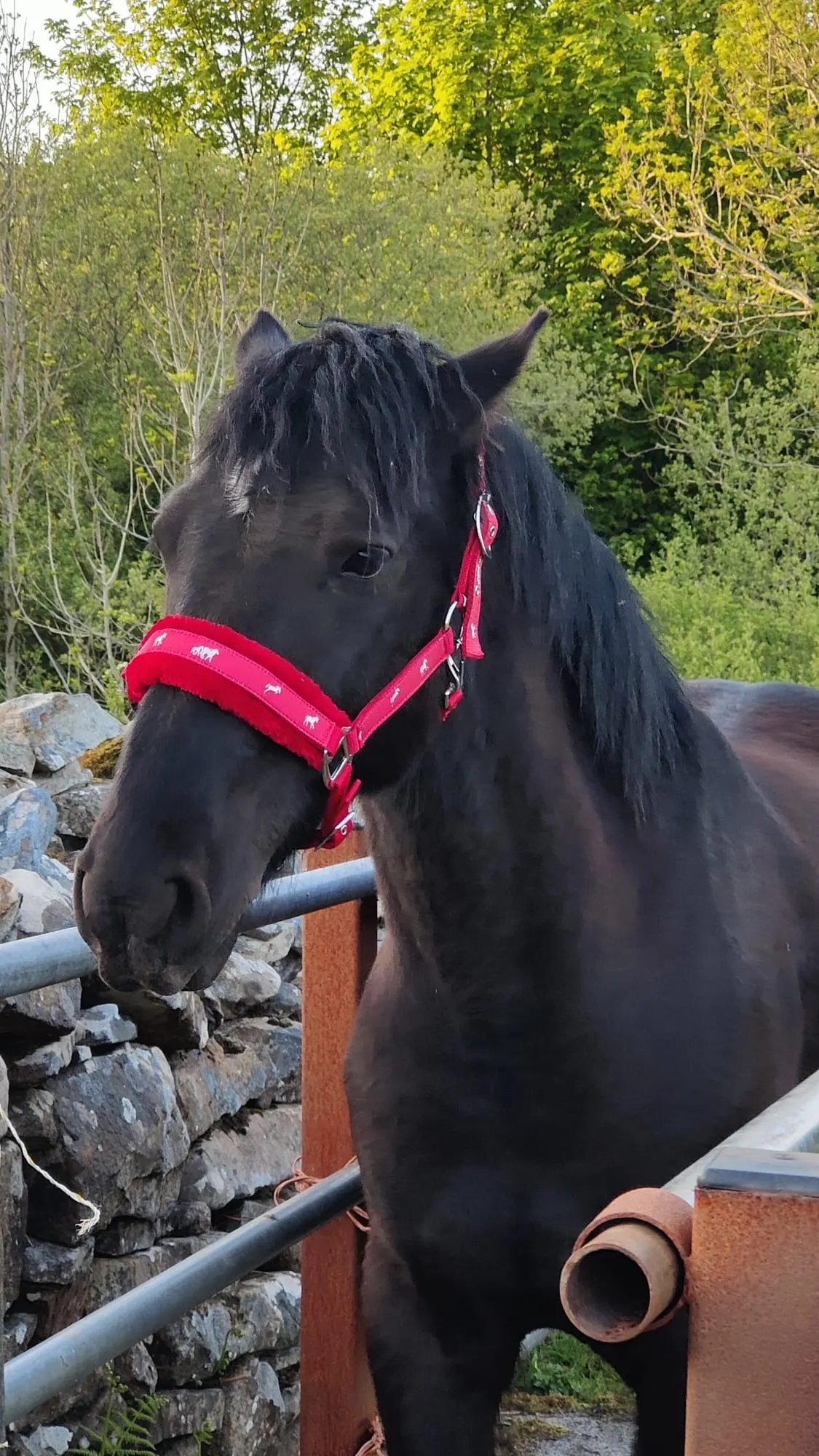 A horse in the Irish countryside
