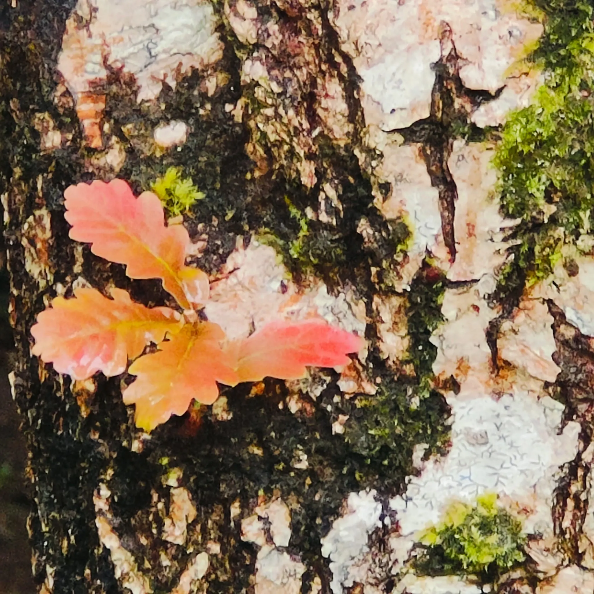 A single leaf catching the forest light