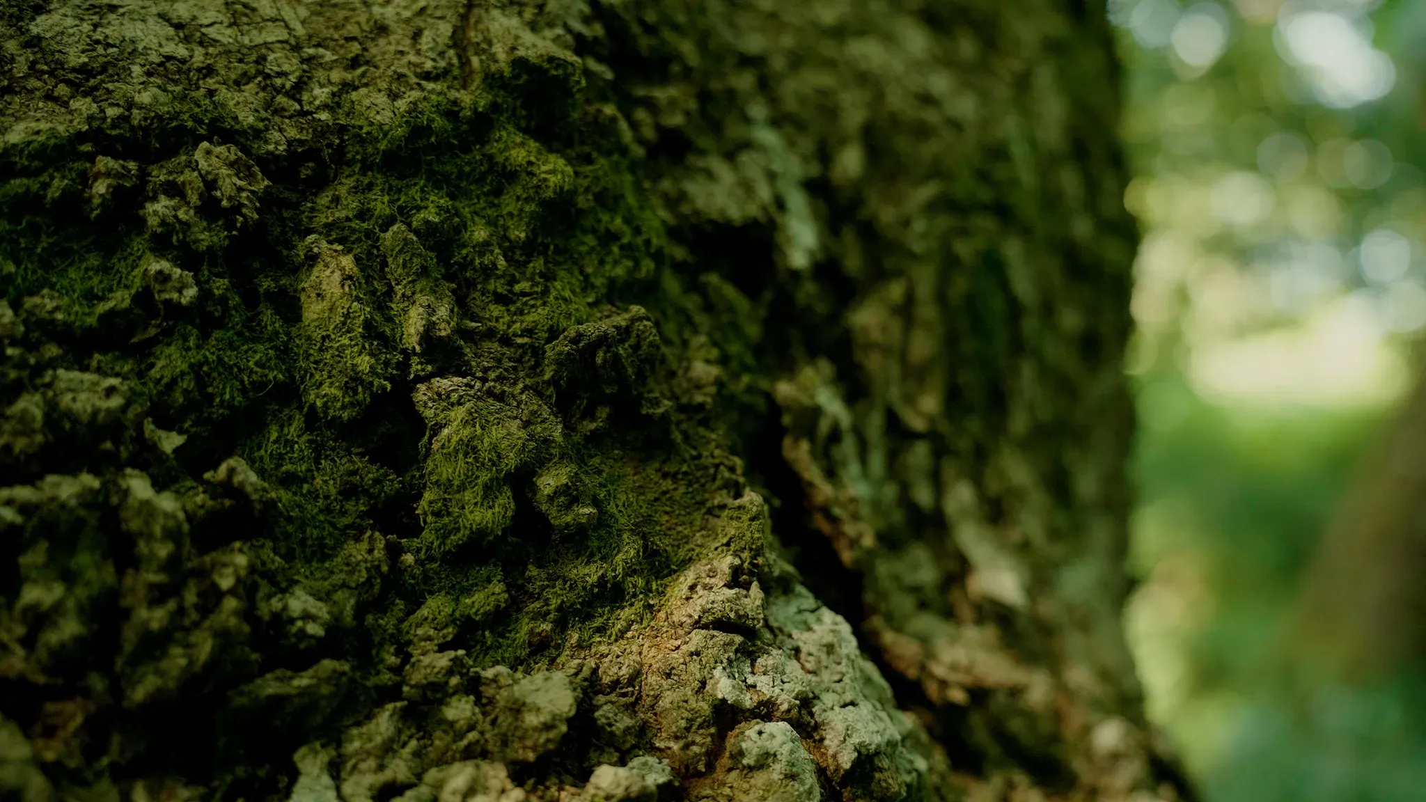 Close-up of moss-covered bark on an ancient tree