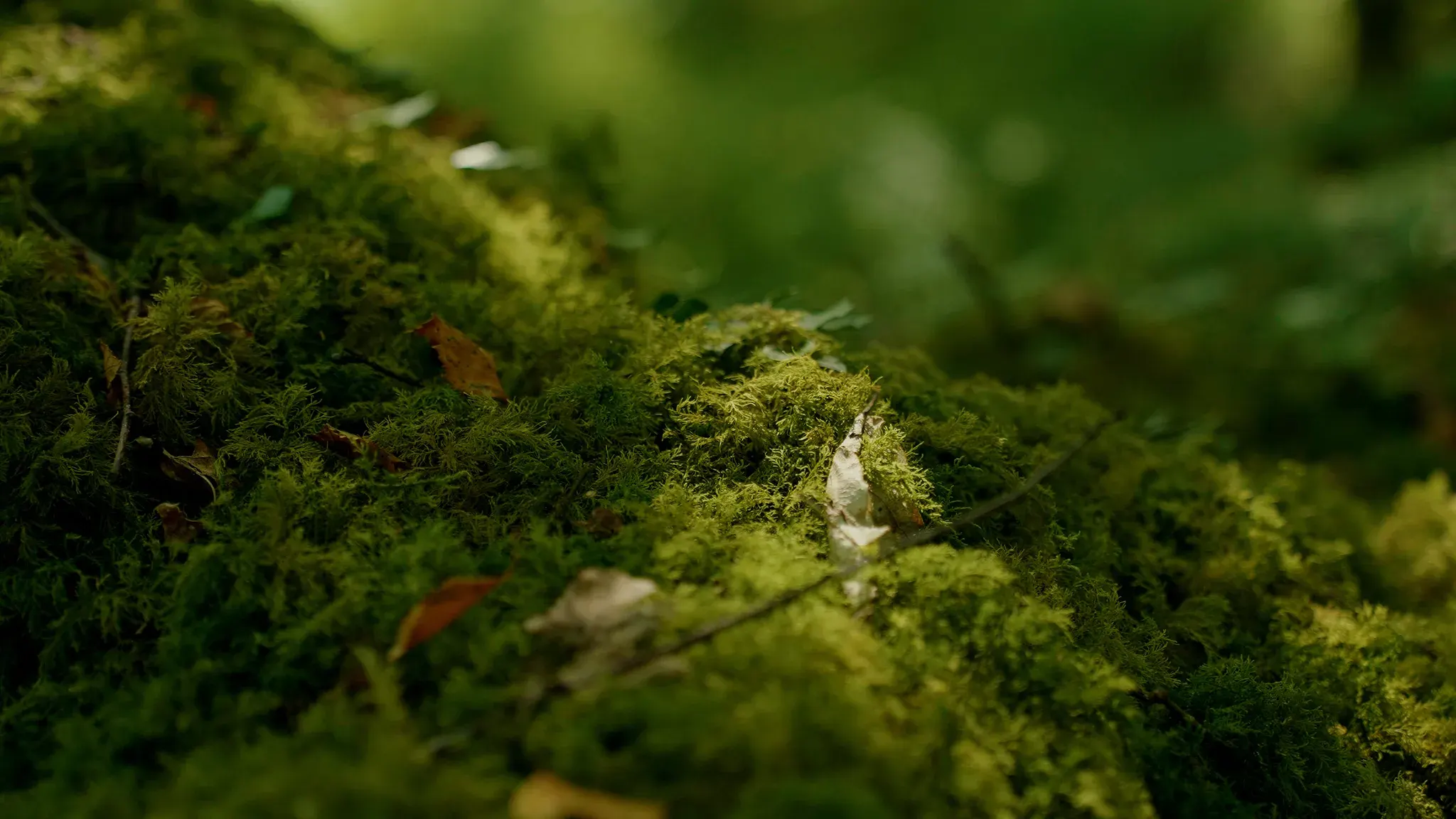 A moss-covered log scattered with fallen leaves