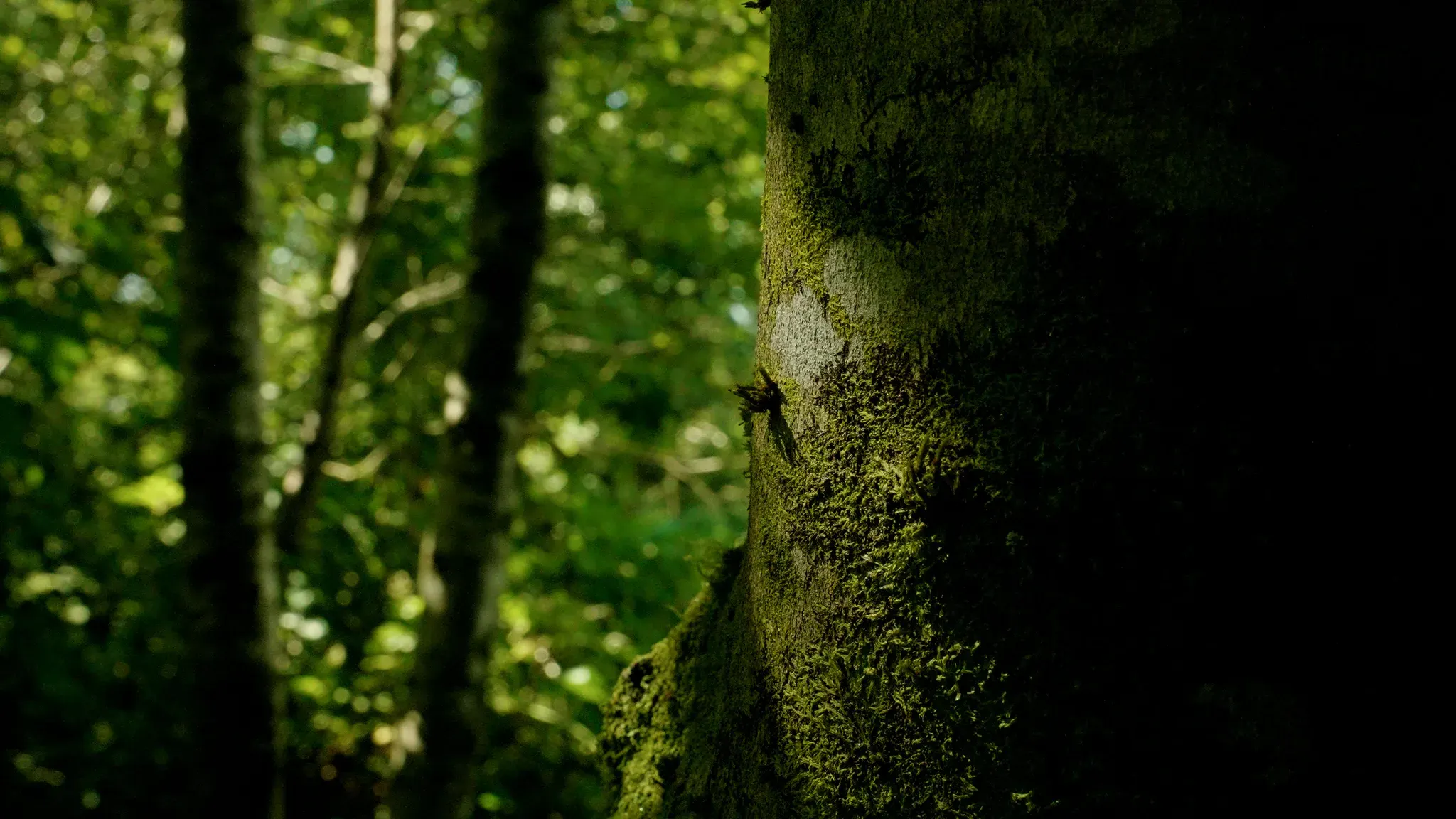 Close-up of a moss-covered tree trunk in dappled light