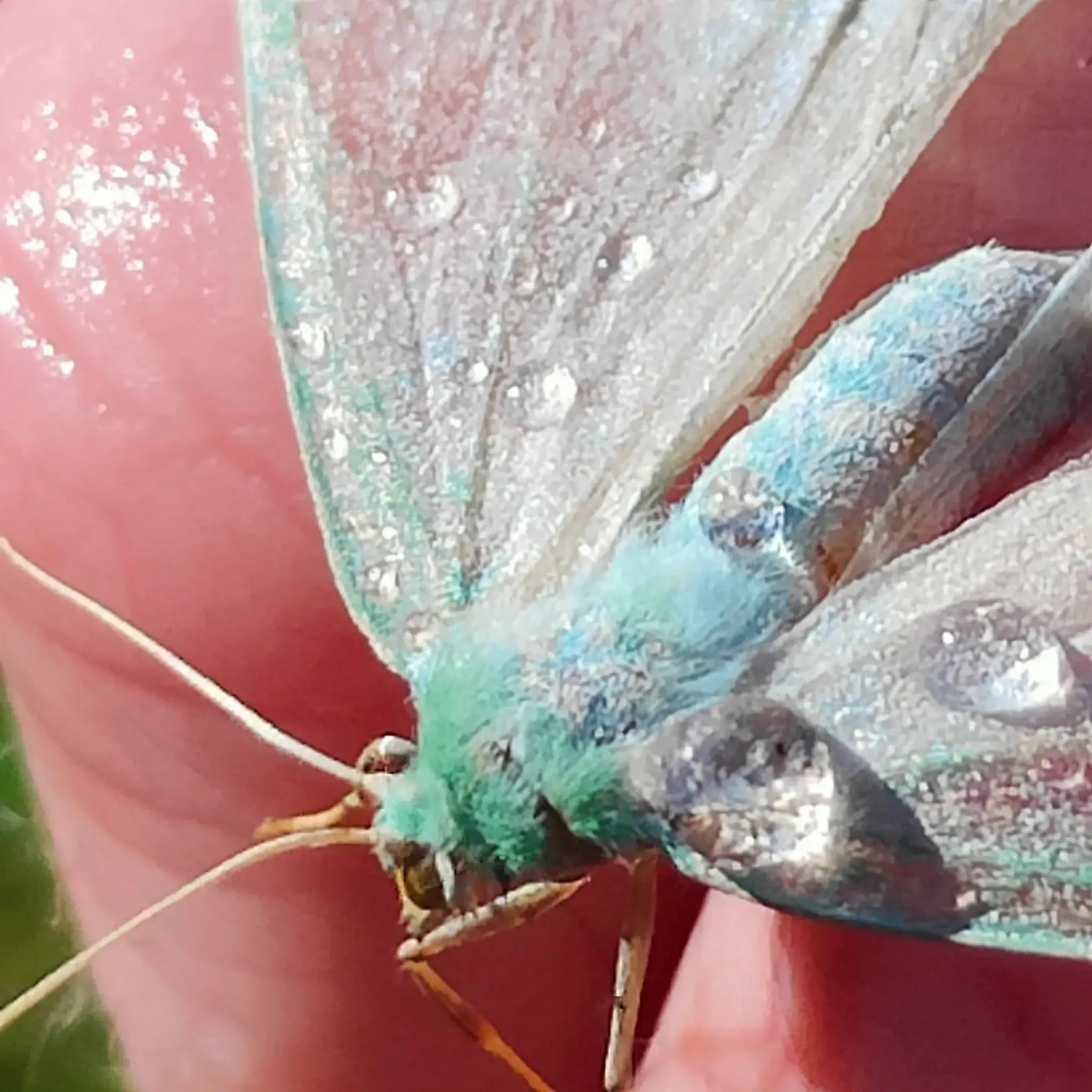 A moth resting in the Irish woodland