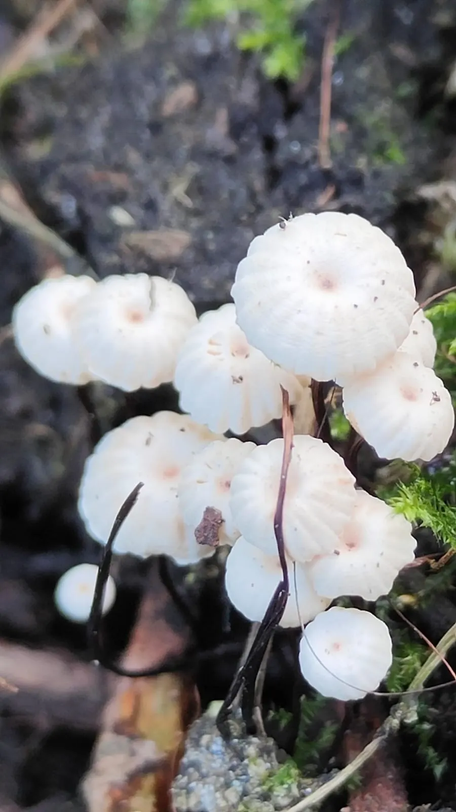 A mushroom on the forest floor
