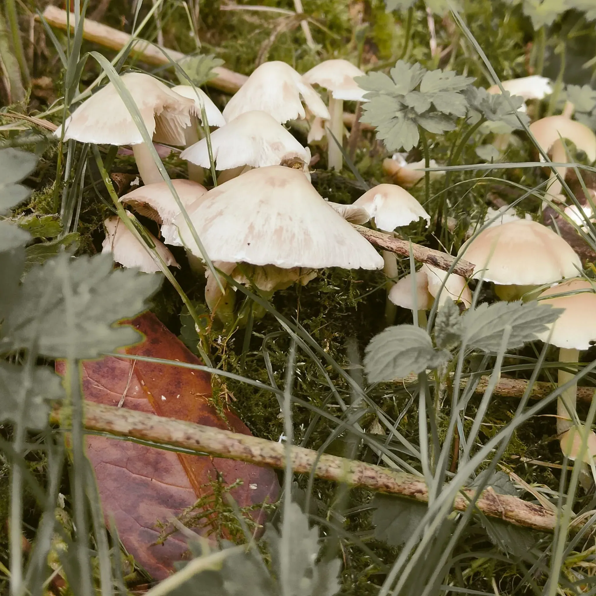 Mushrooms growing on the forest floor