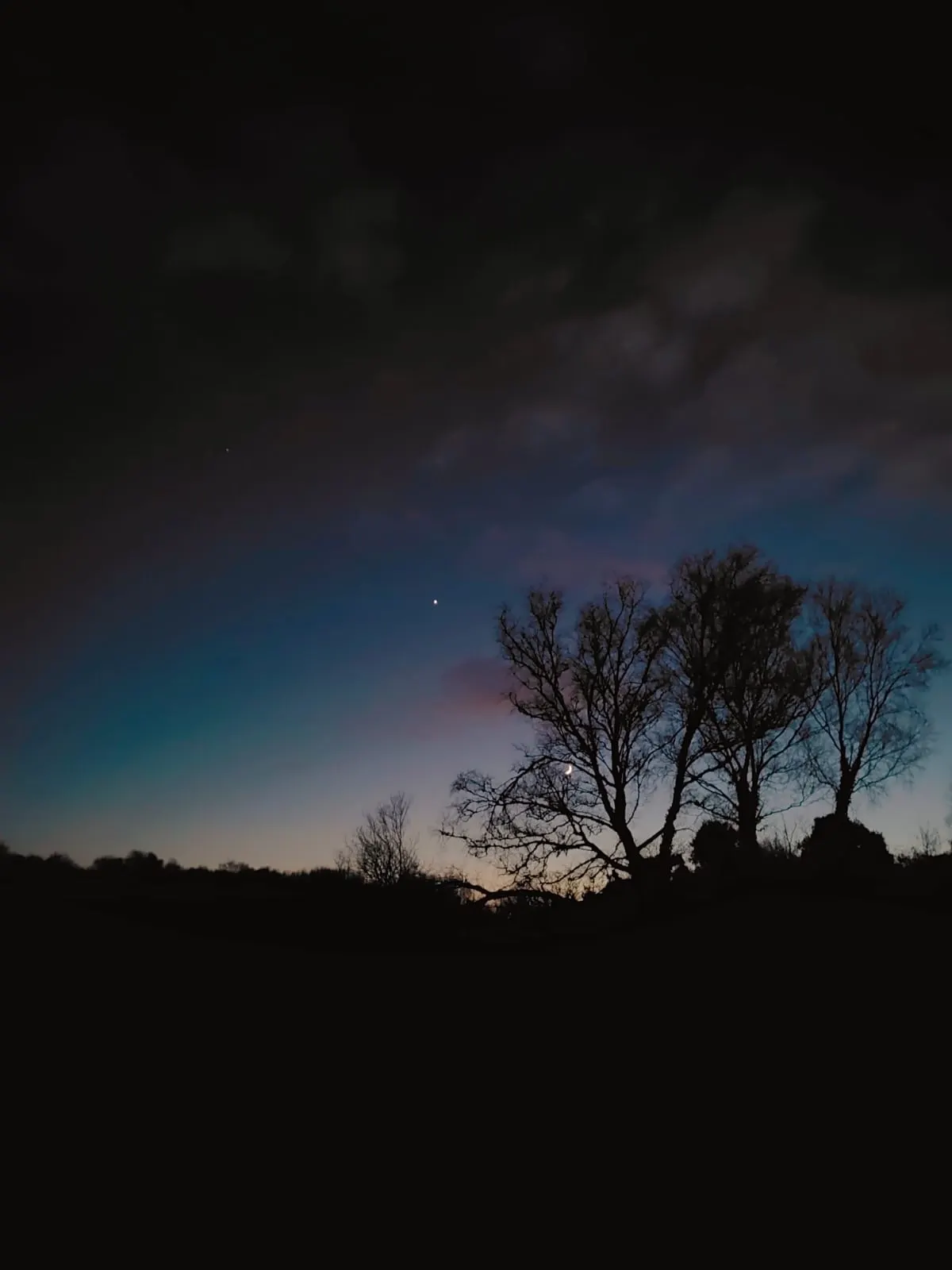 A clear night sky above the forest canopy