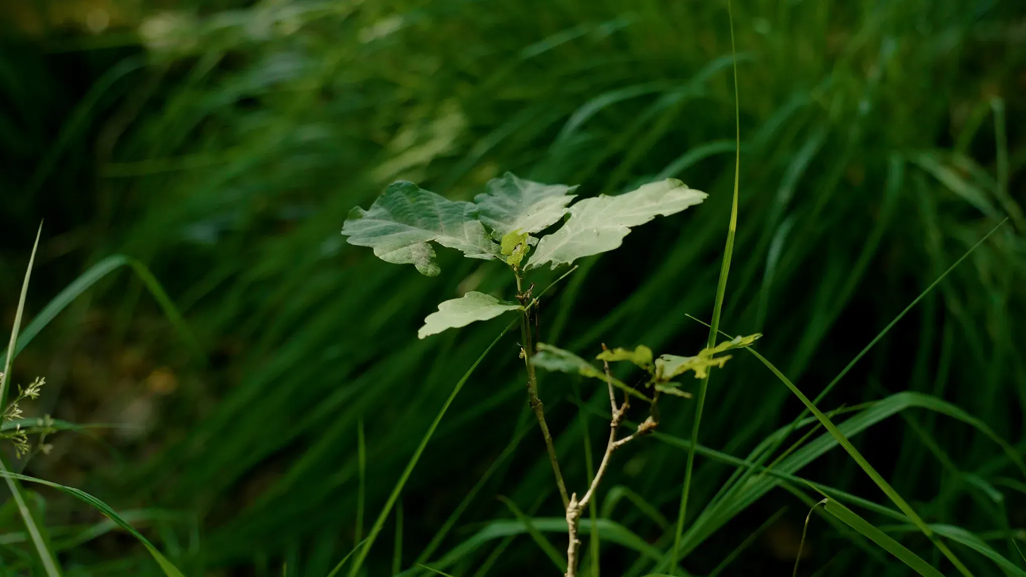A young oak sapling growing among the grass