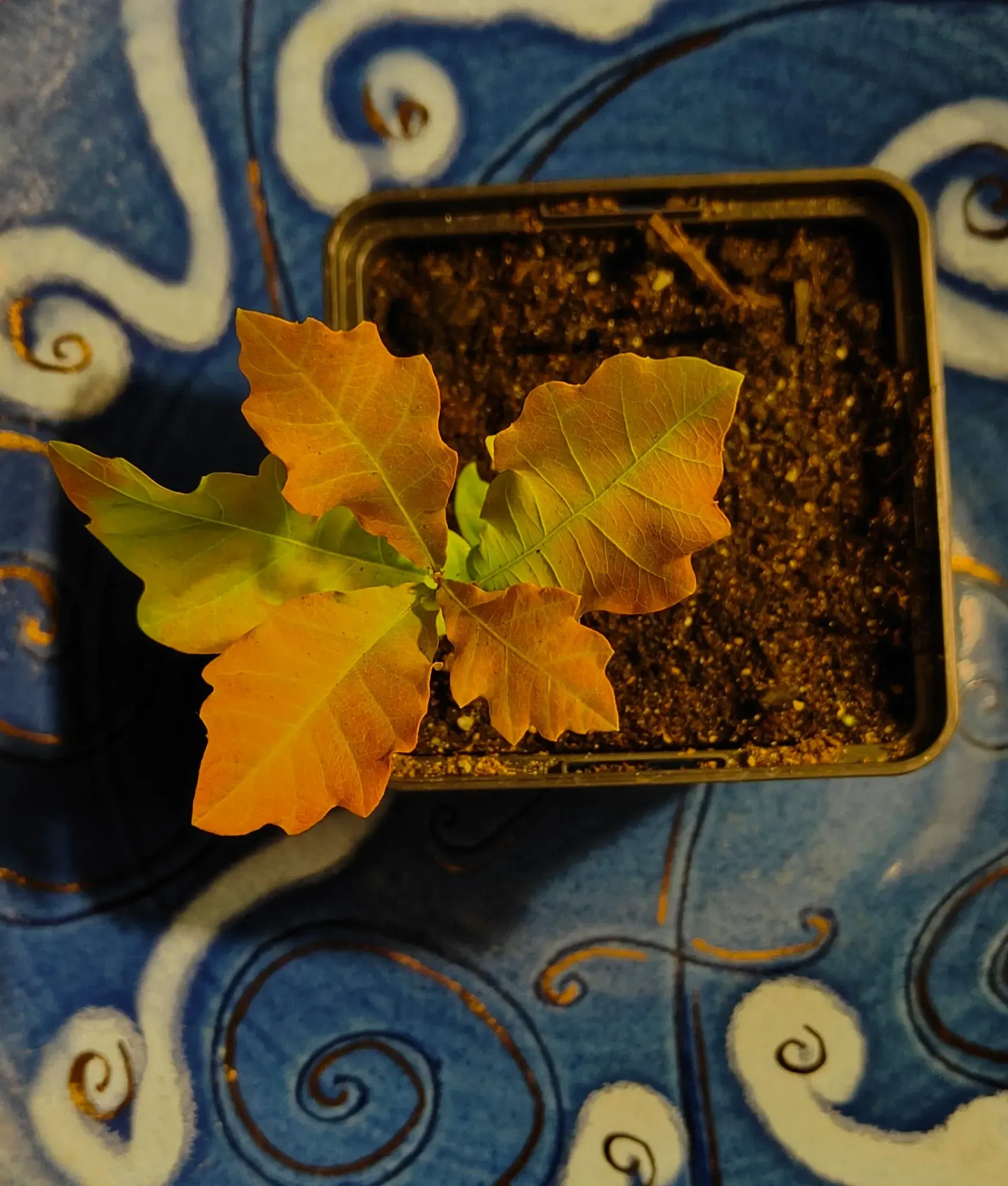 An orange autumn leaf in the woodland