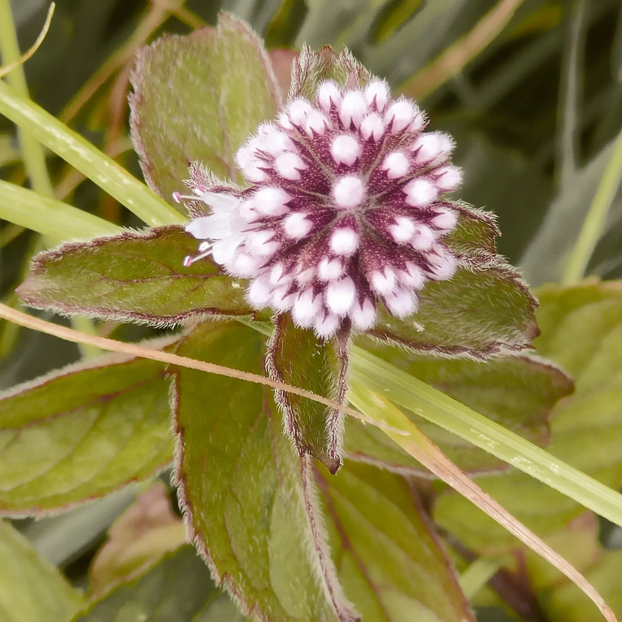 A pink wildflower in bloom
