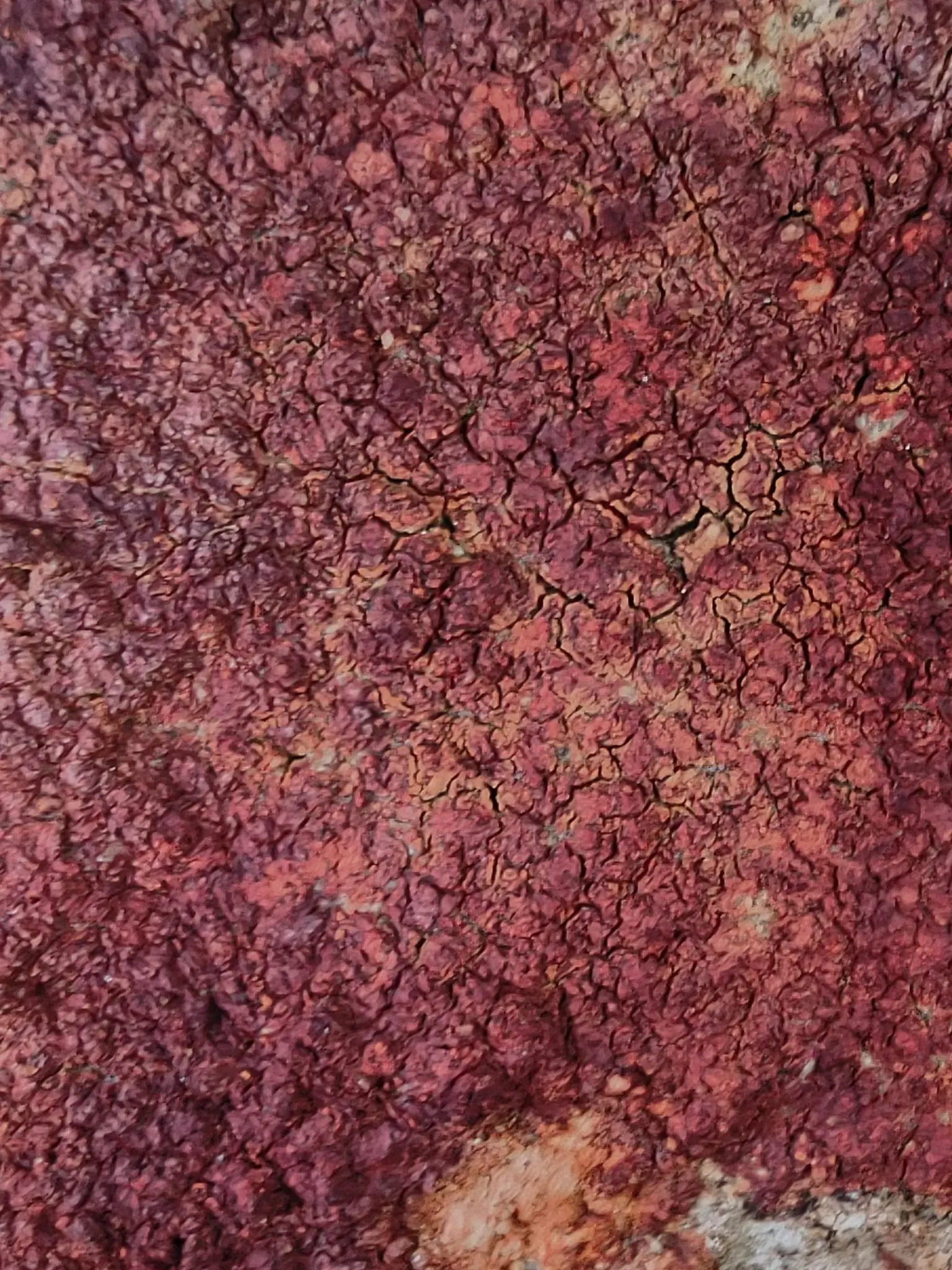 Red fungi growing among the undergrowth