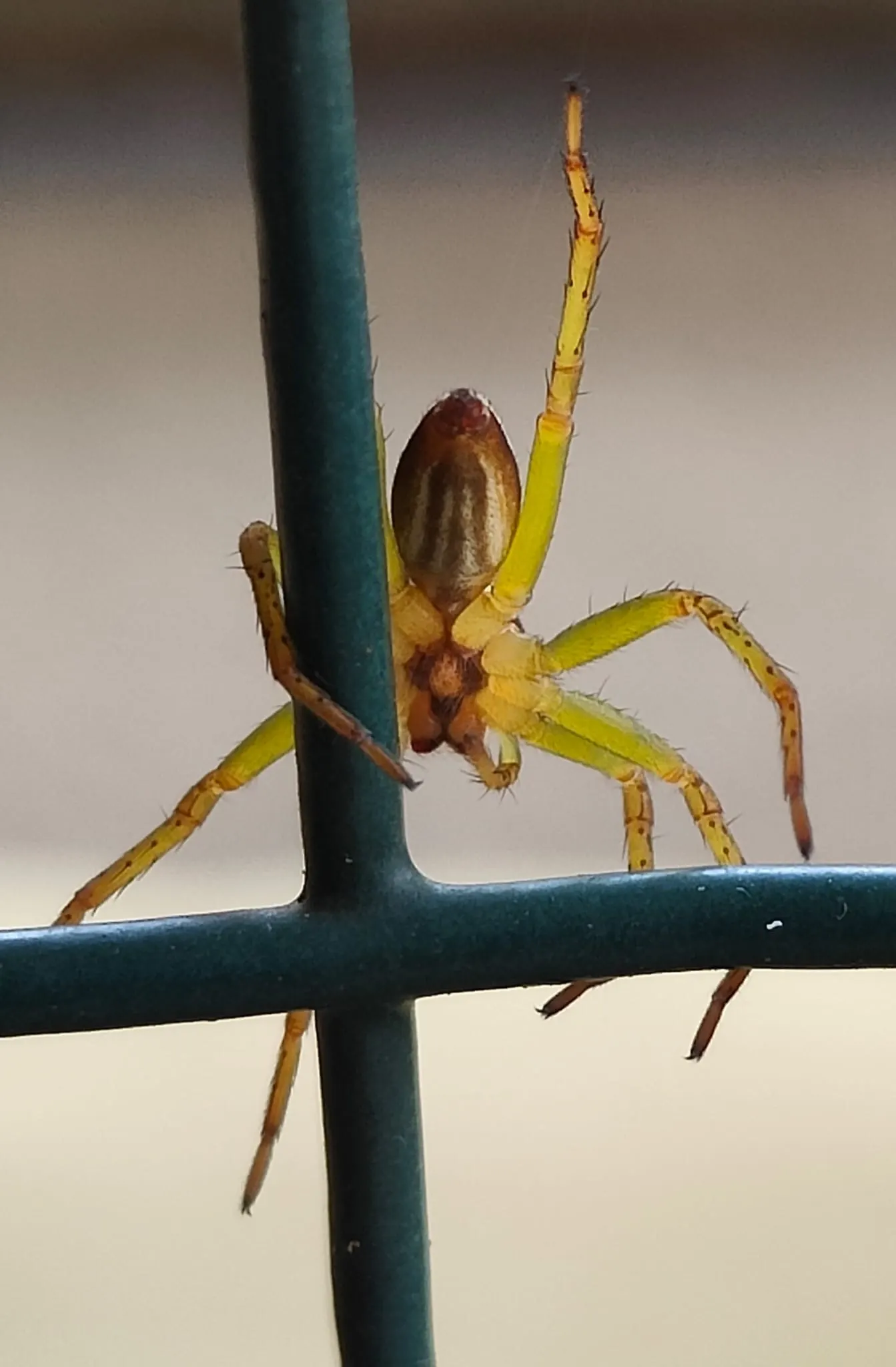 A spider in the woodland undergrowth
