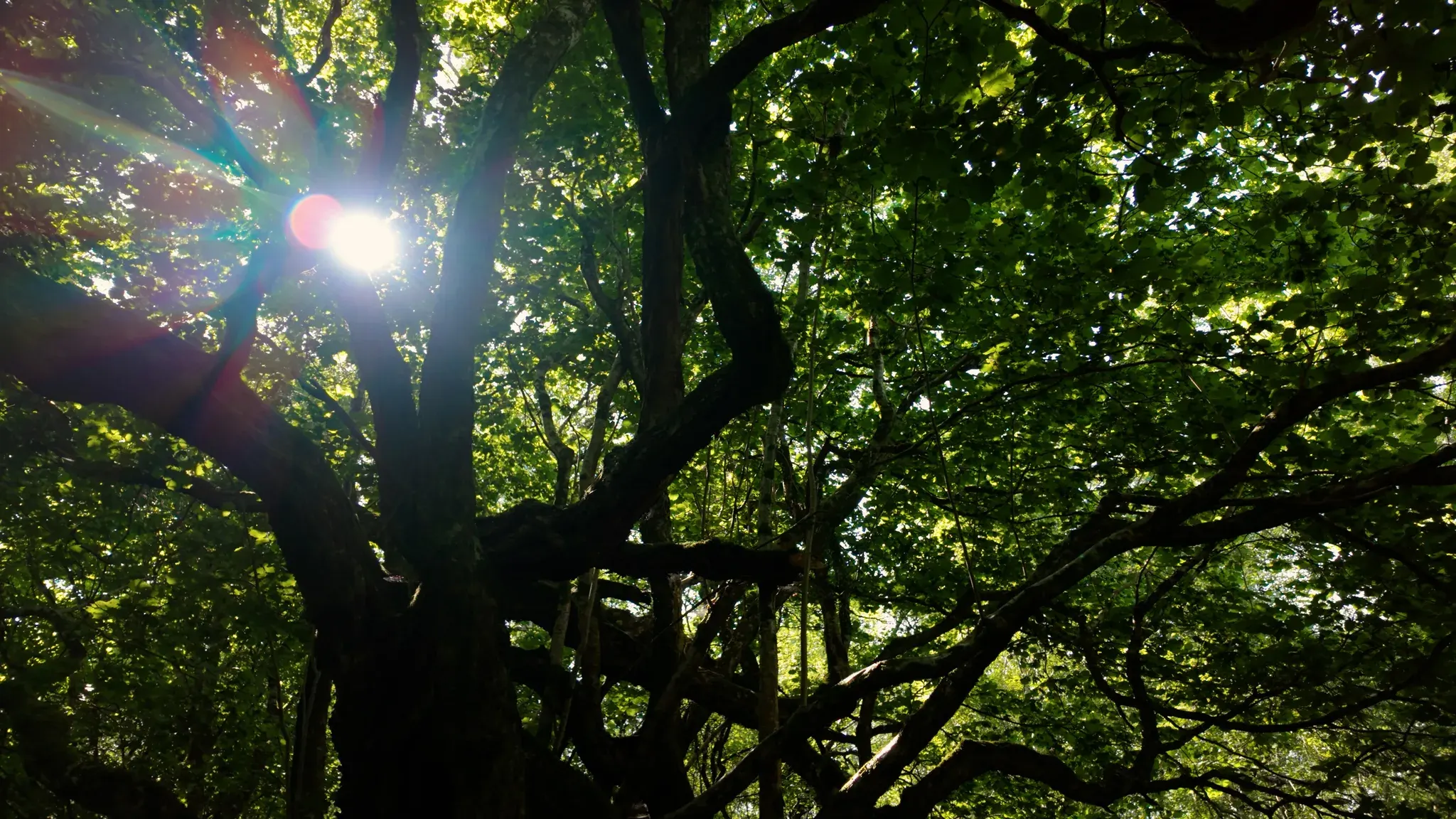 Sunlight bursting through the woodland canopy