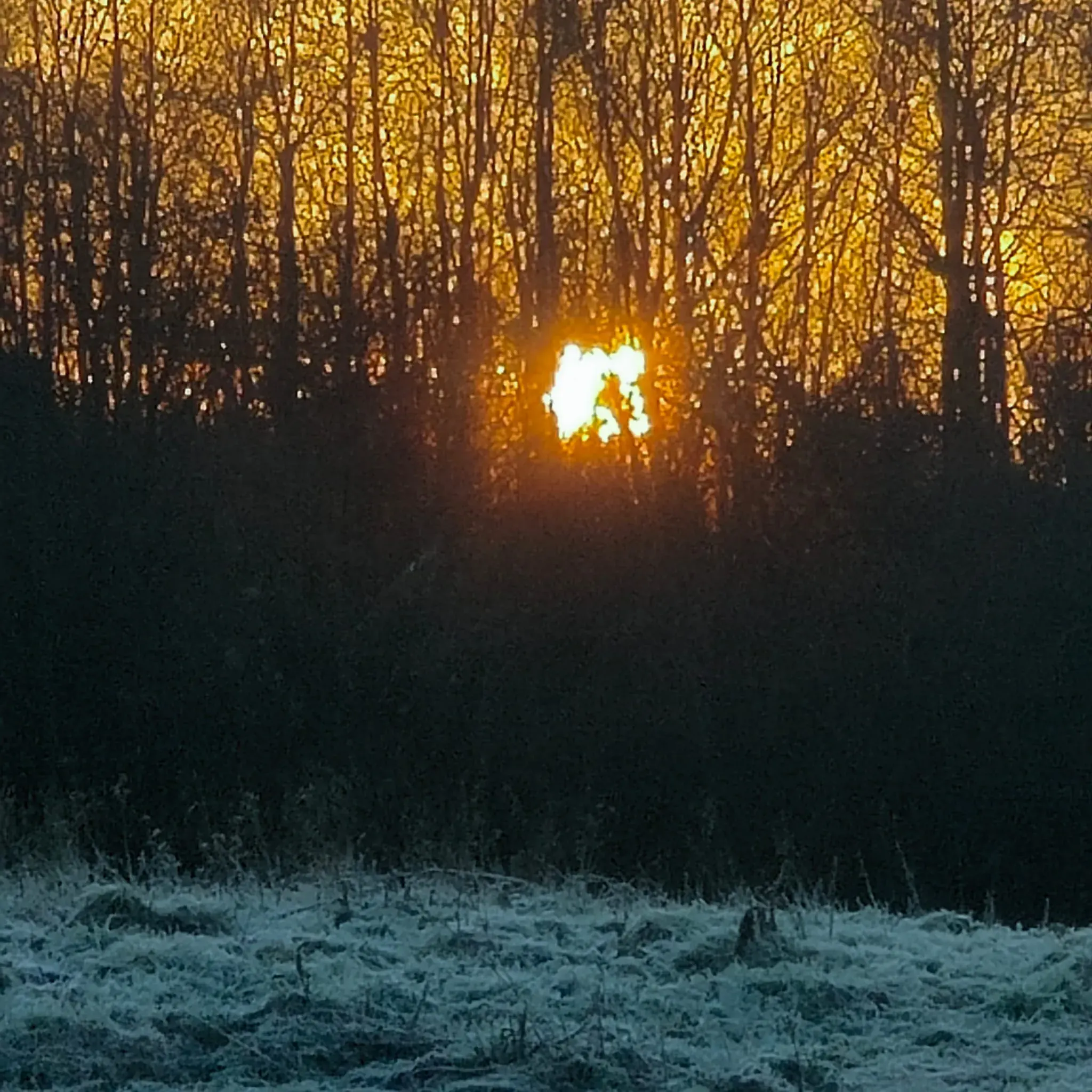 Sunset light filtering through the trees