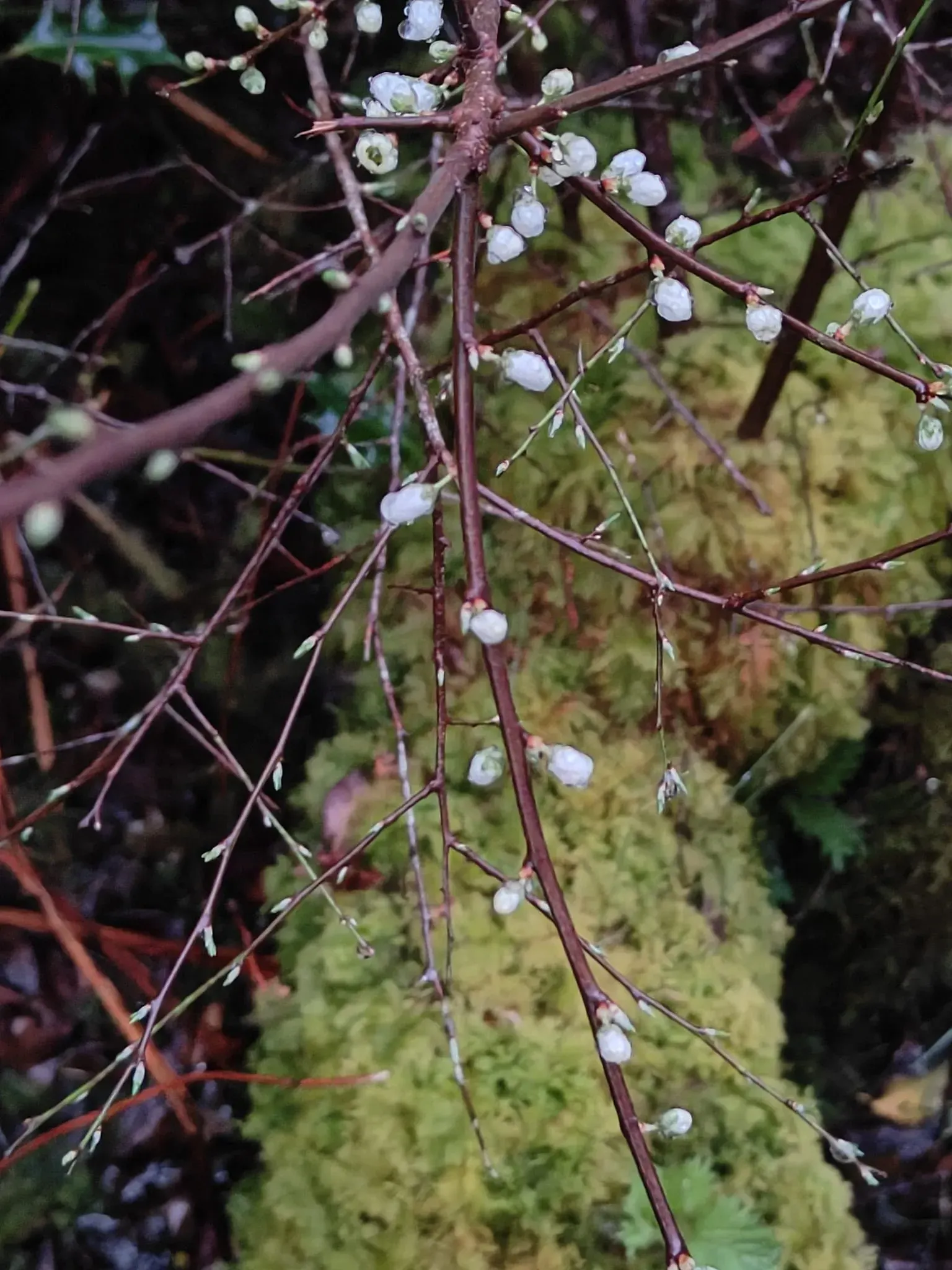 New buds growing on a tree branch
