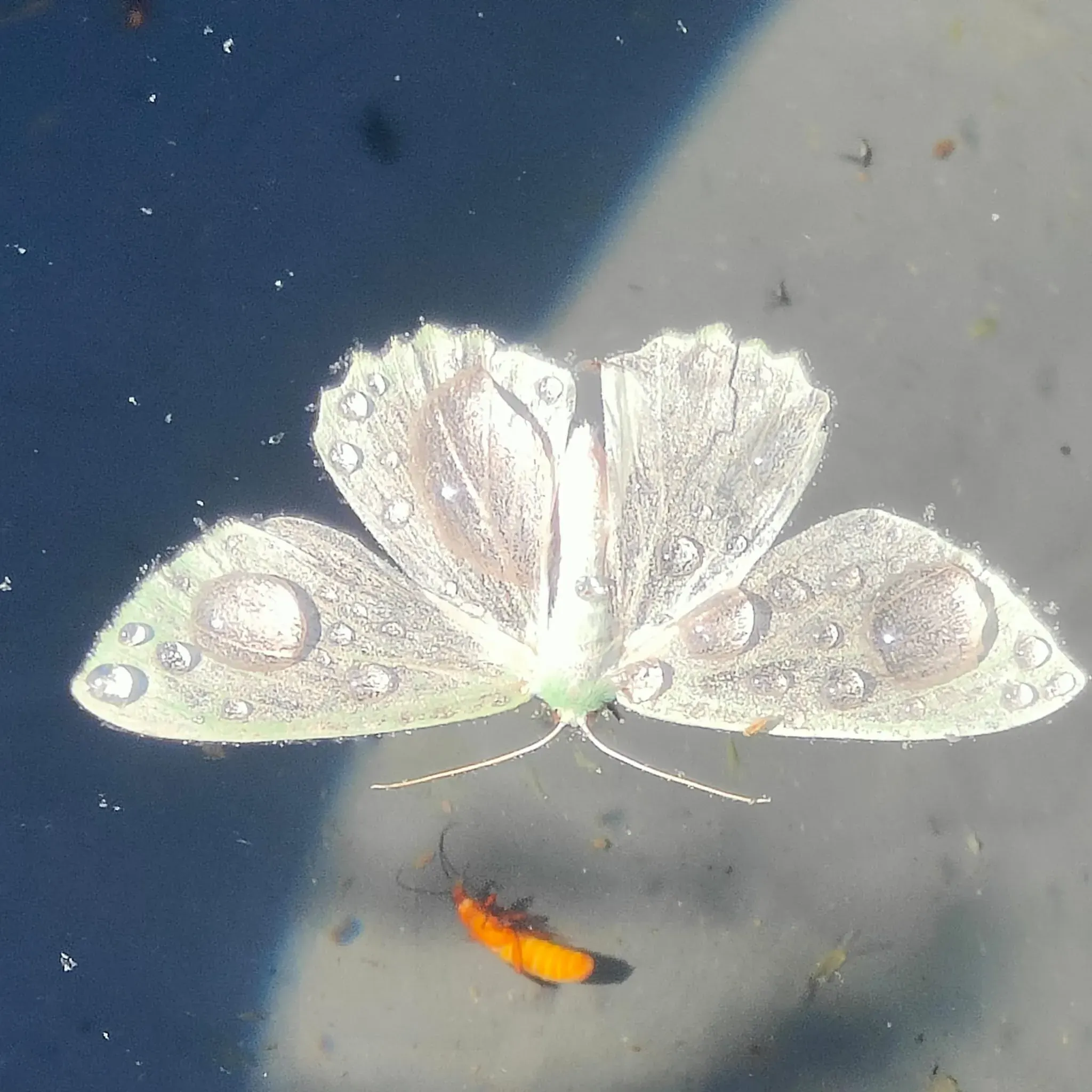 A white butterfly in the Irish woodland