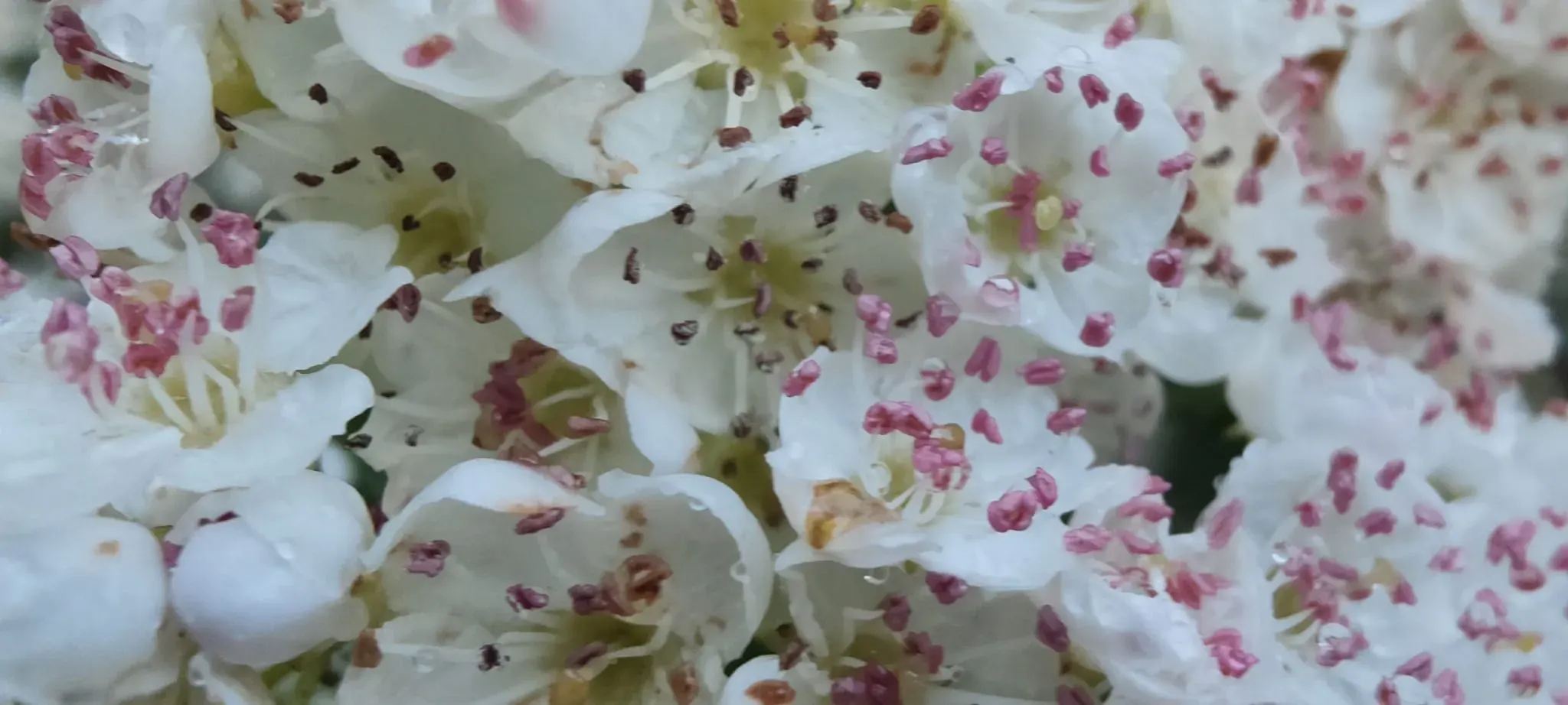 White wildflowers in the woodland