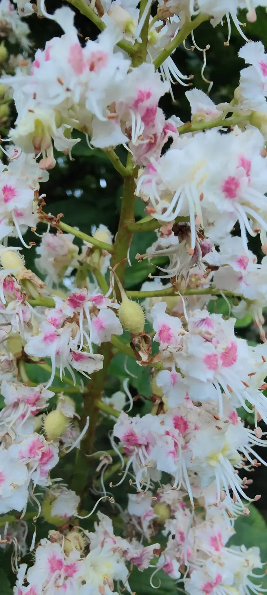 A cluster of white flowers in bloom