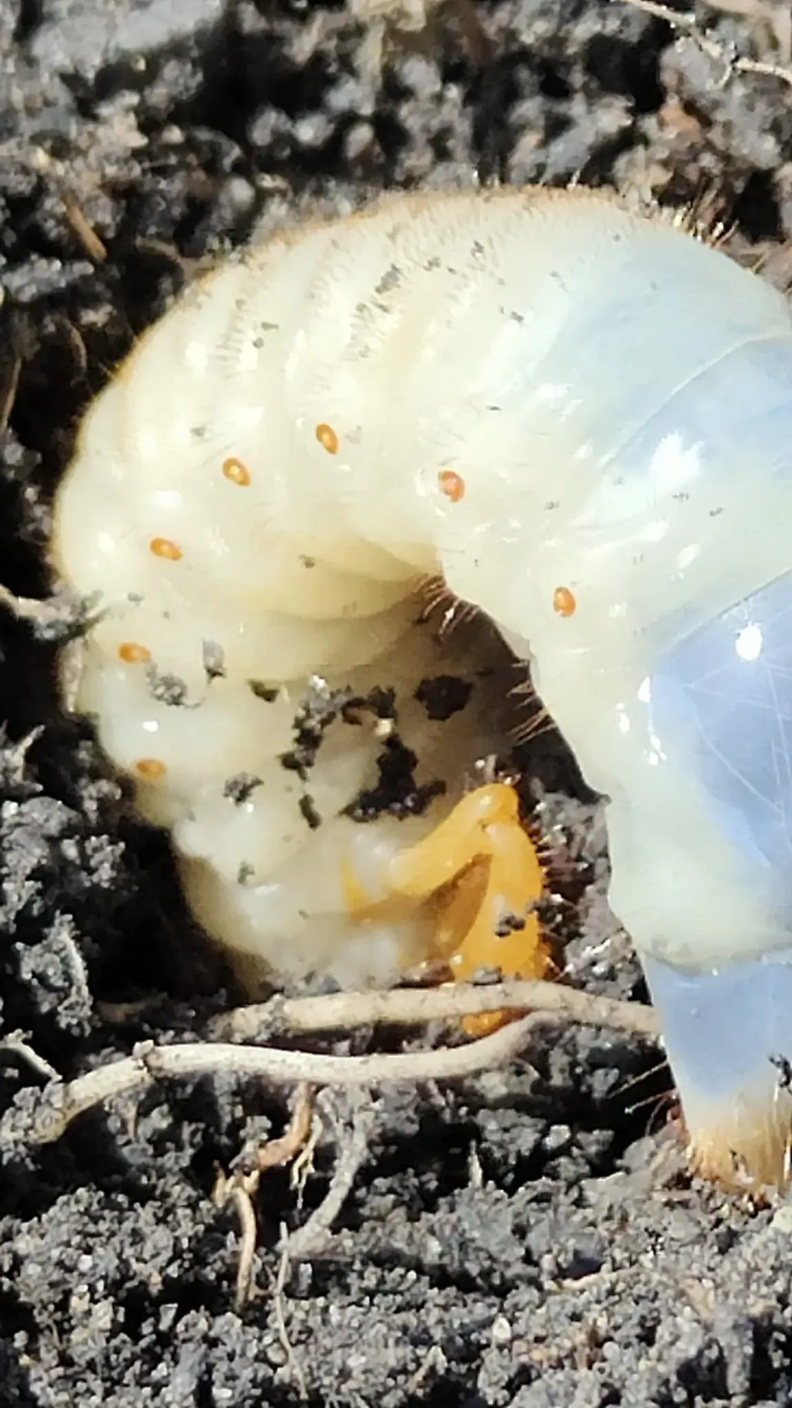 A worm on the forest floor